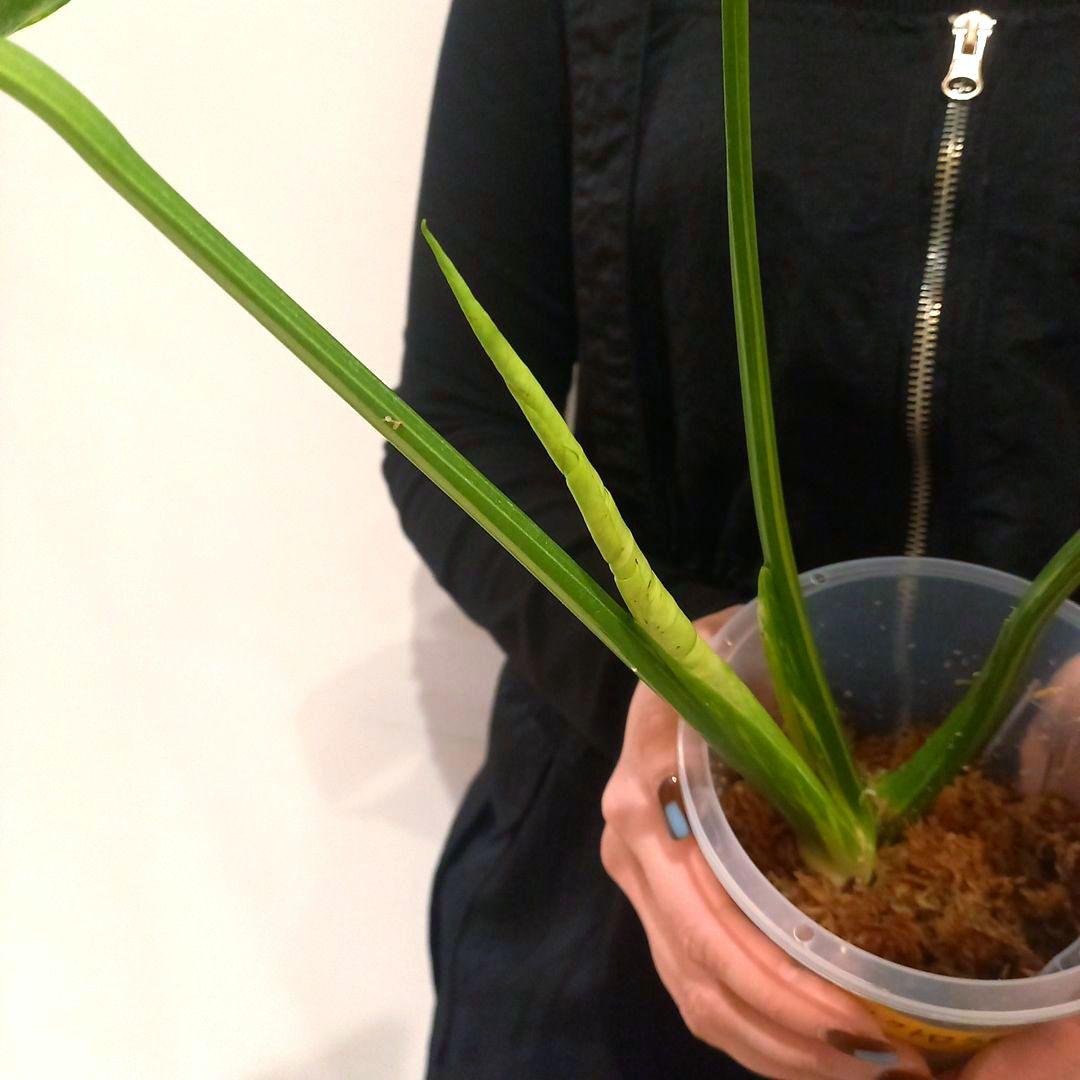 超絶希少 モンステラ デリシオーサ エレクトロライト