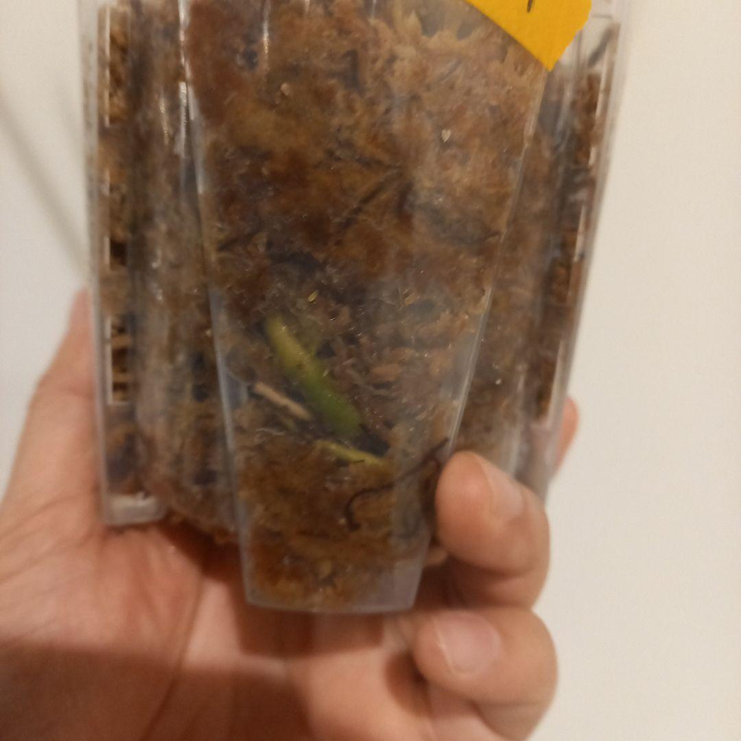 超絶希少 モンステラ デリシオーサ エレクトロライト