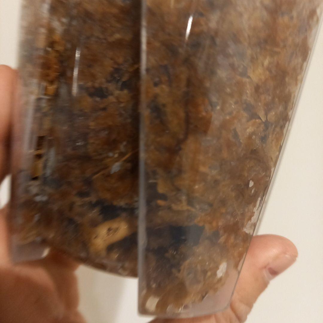 超絶希少 モンステラ デリシオーサ エレクトロライト