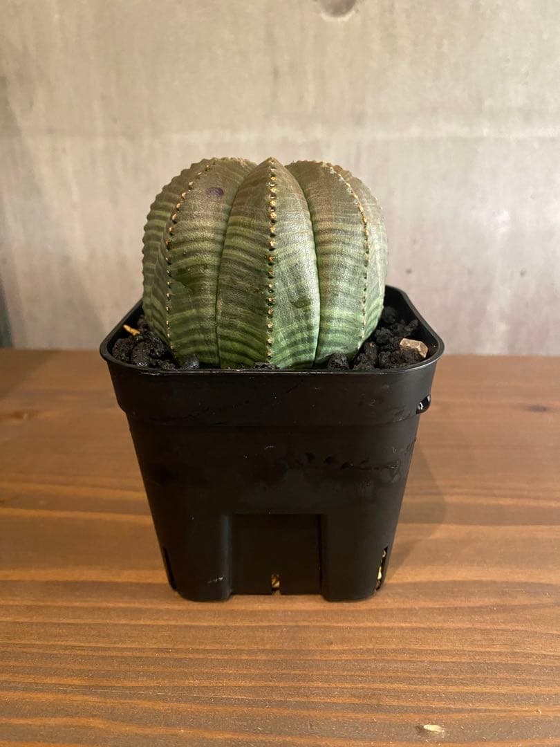 ユーフォルビア オベサ 大株