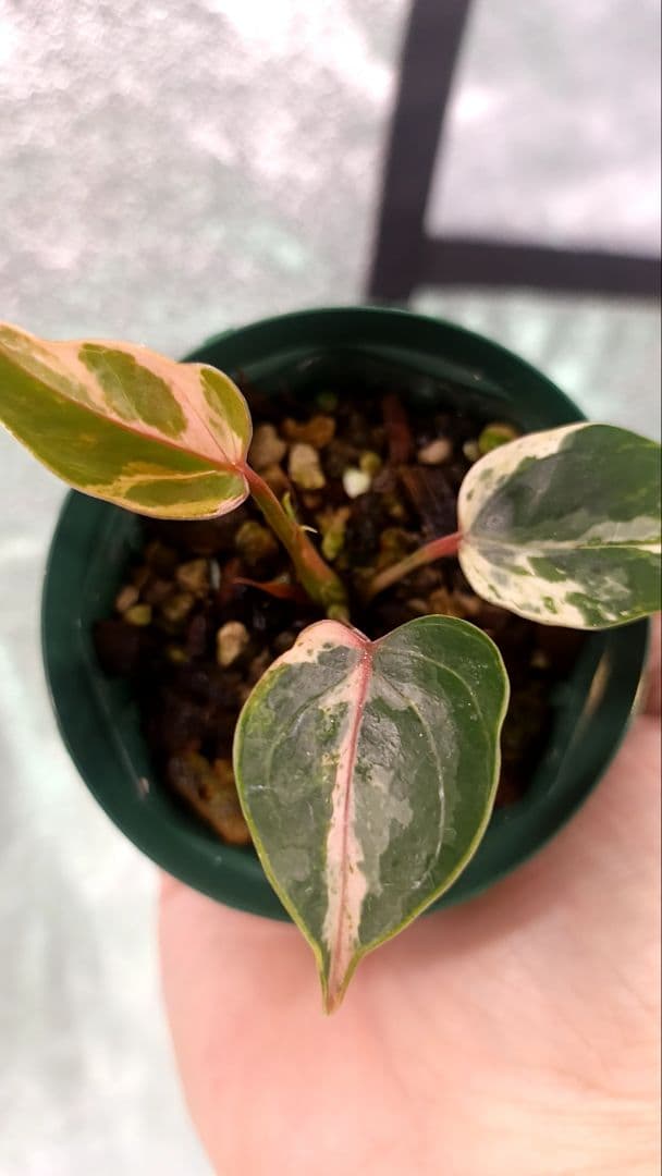 その他観葉植物 anthurium andraeanum variegata