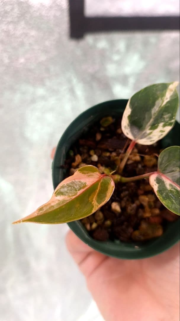 その他観葉植物 anthurium andraeanum variegata