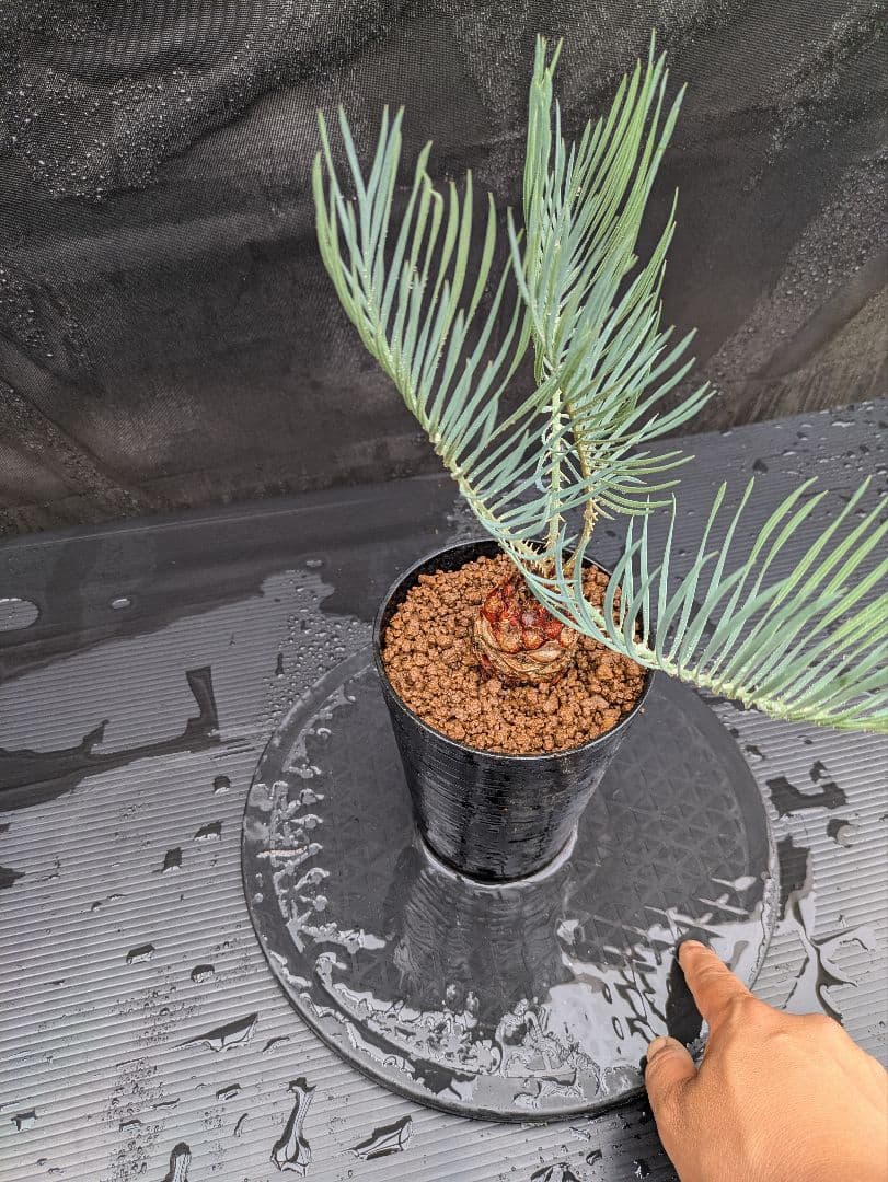 A スーパーブルー サイカス カイルンシアナ スペシャル株 赤肌 丸々 オススメ