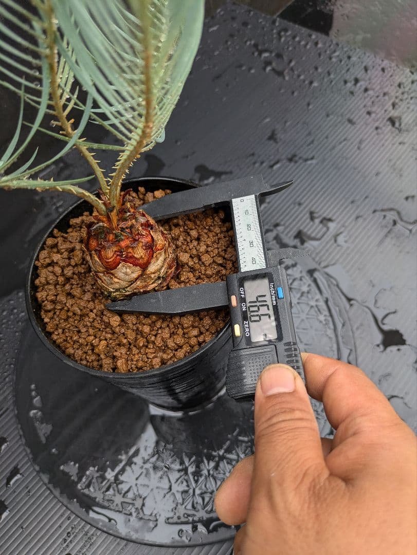 A スーパーブルー サイカス カイルンシアナ スペシャル株 赤肌 丸々 オススメ