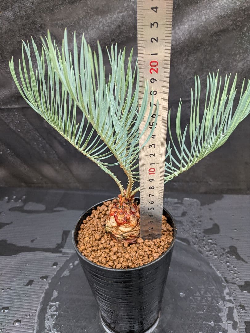 A スーパーブルー サイカス カイルンシアナ スペシャル株 赤肌 丸々 オススメ