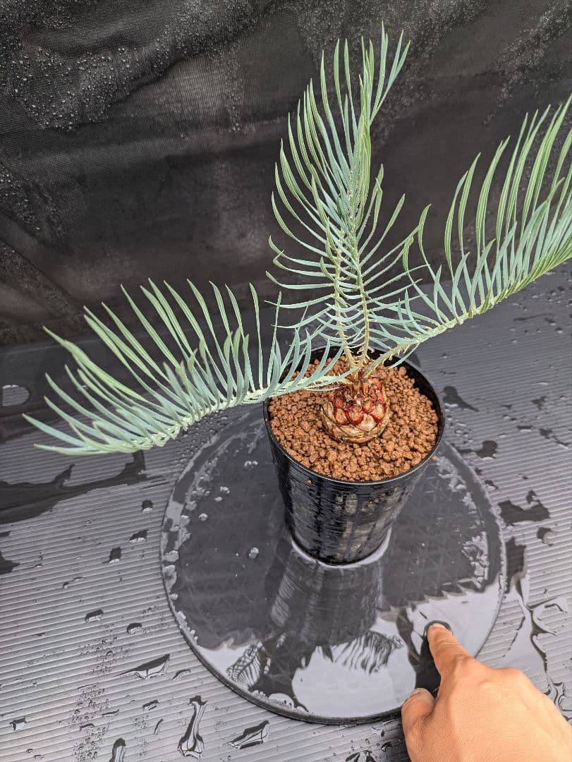 A スーパーブルー サイカス カイルンシアナ スペシャル株 赤肌 丸々 オススメ