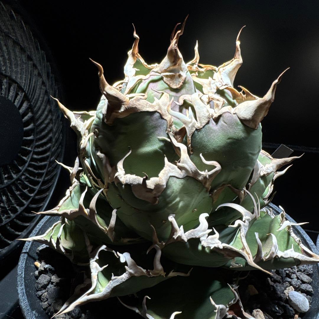 アガベ　チタノタ　シチリア　TC カクタス330 オテロイ　シーザー　ハデス