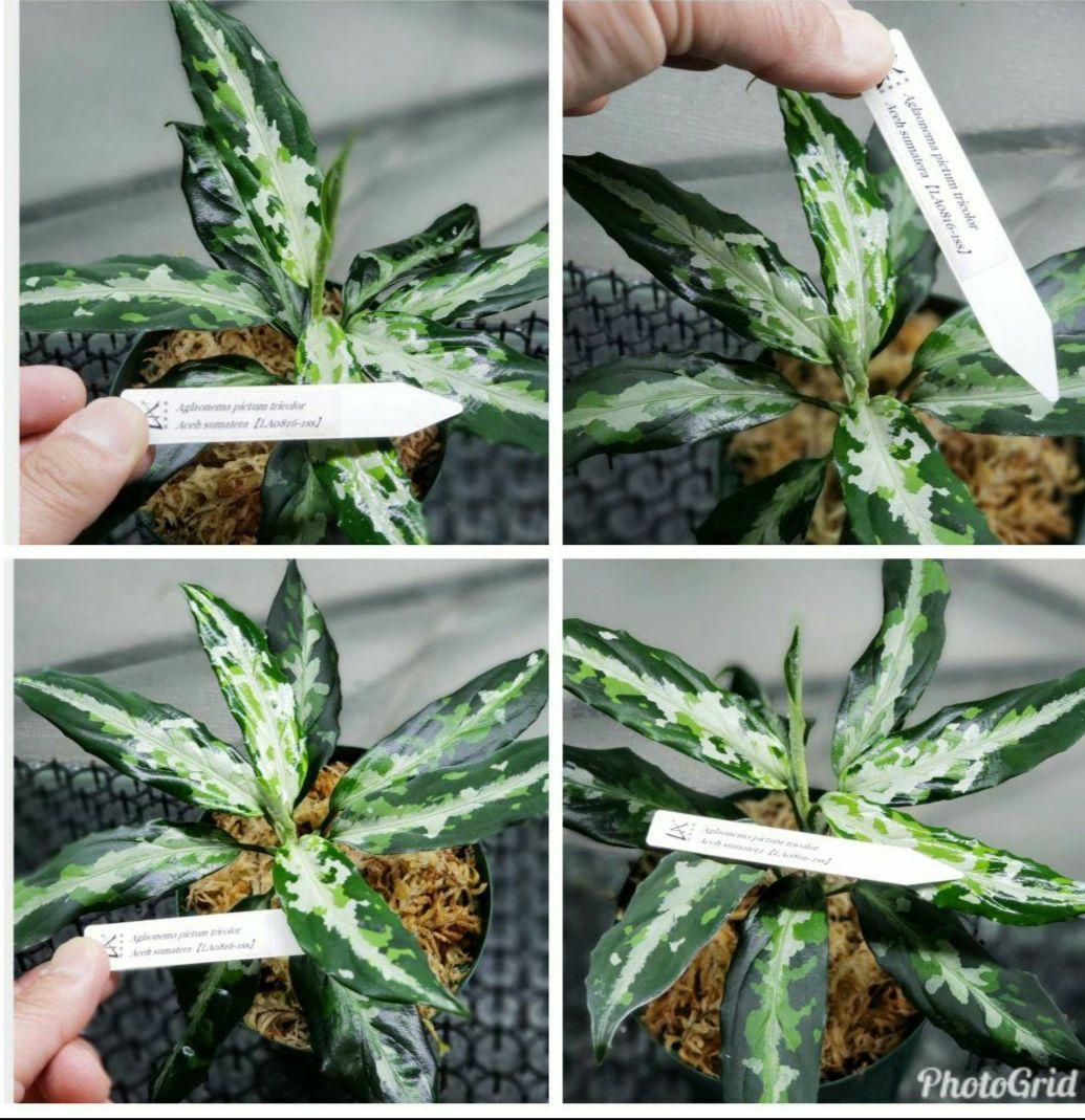 【Weed】Aglaonema pictum 1ss