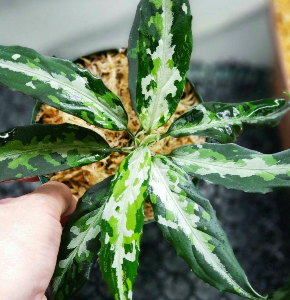 【Weed】Aglaonema pictum 1ss