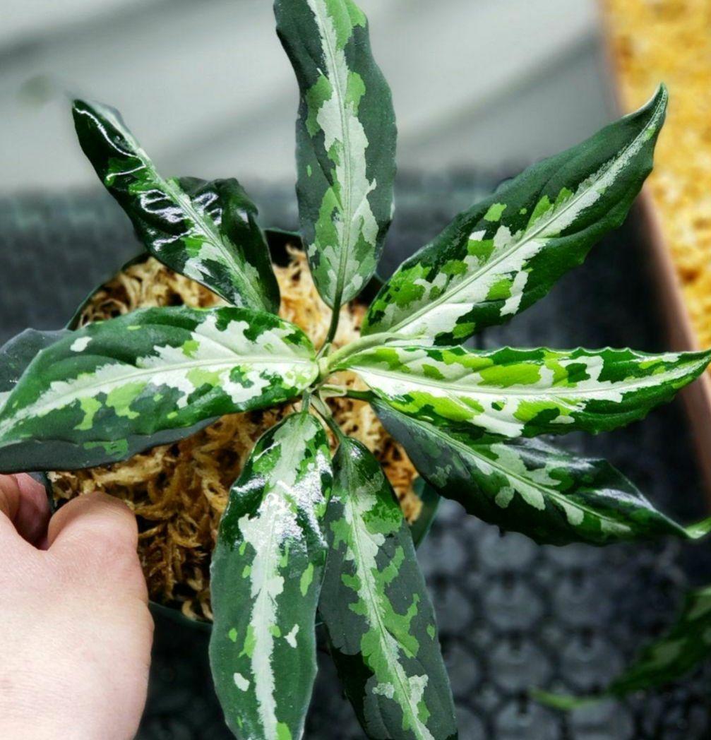 【Weed】Aglaonema pictum 1ss