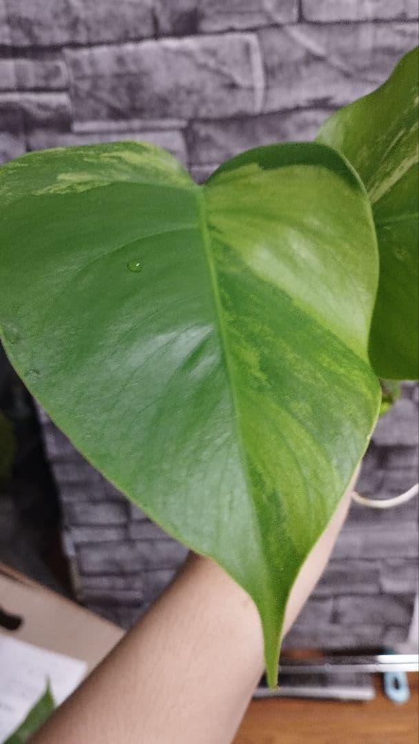 モンステラ　セブブルーミント　希少　大幅値下げ　早い者勝ち