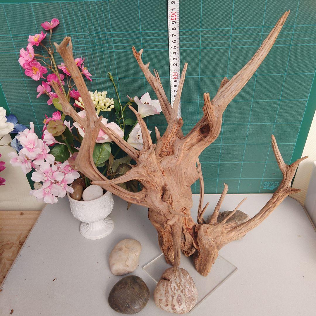 ８３１ホーンウッド灰汁抜き硬質水槽用流木 自然な枝状 約42cm964g