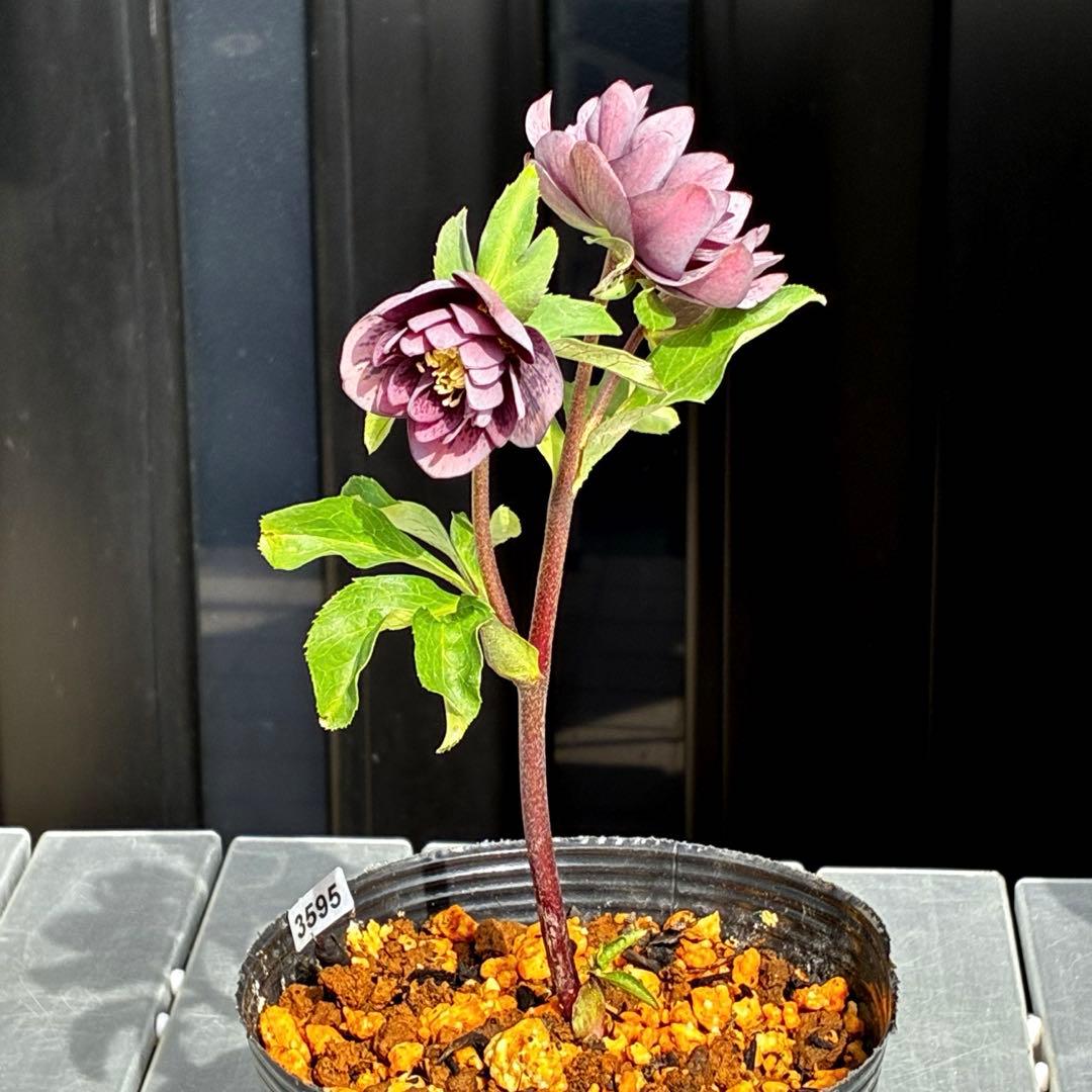 3595☘️蕾花付き☘️⭐️スモーキーダーク⭐️ブロッチ⭐️ベイン⭐️小輪⭐️広瀬園芸⭐️