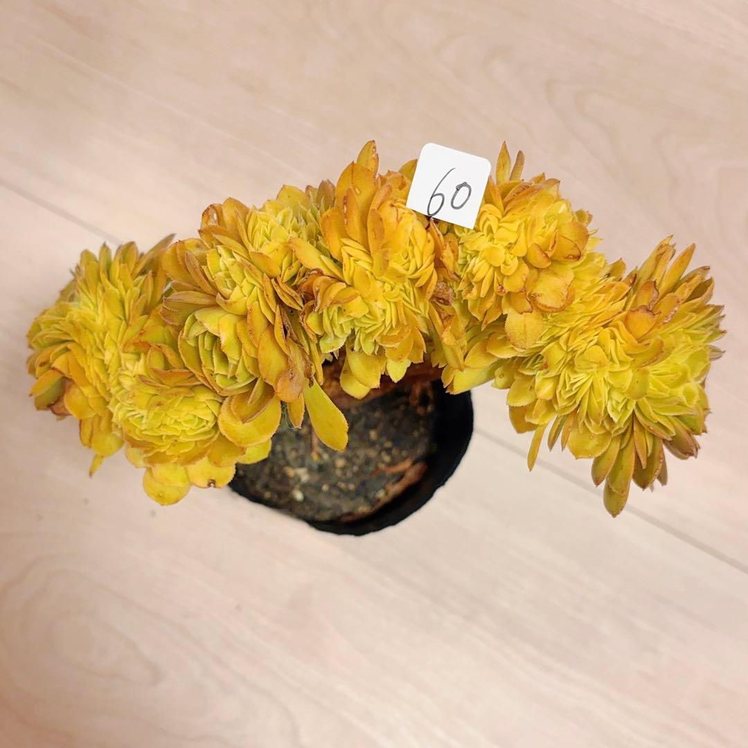 60#多肉植物アエオニウム錦❤️ ハロウィンセッカ❤️19cm 拔き苗