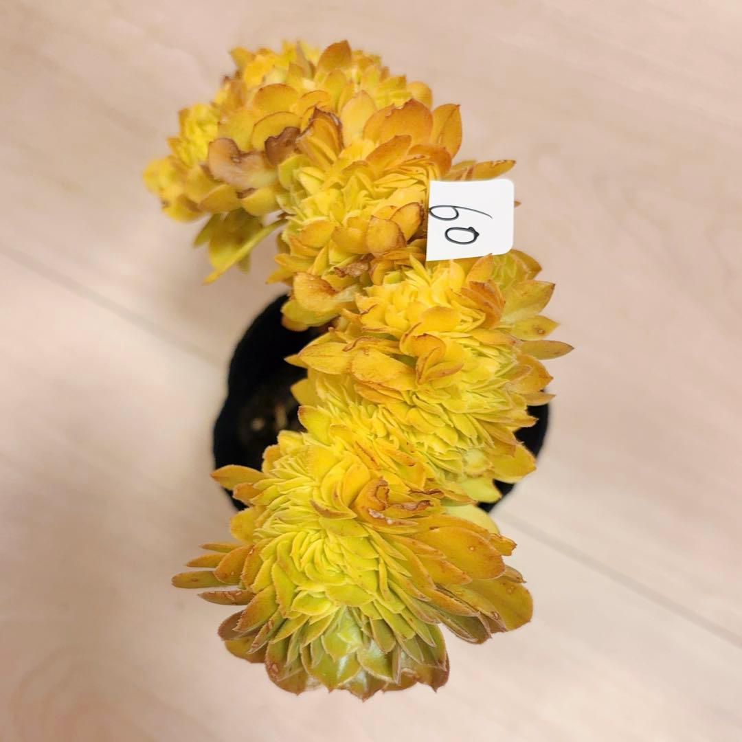 60#多肉植物アエオニウム錦❤️ ハロウィンセッカ❤️19cm 拔き苗