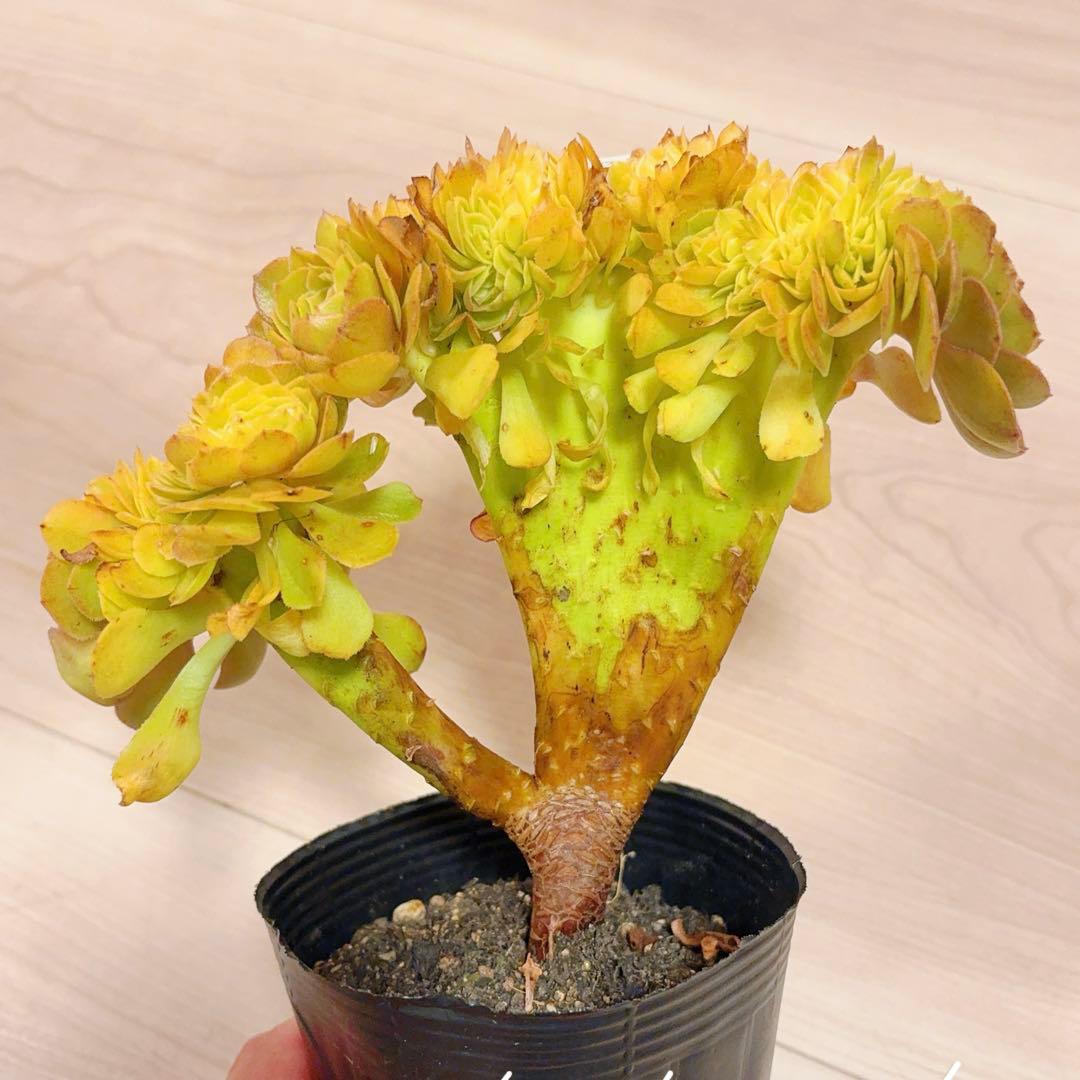 60#多肉植物アエオニウム錦❤️ ハロウィンセッカ❤️19cm 拔き苗