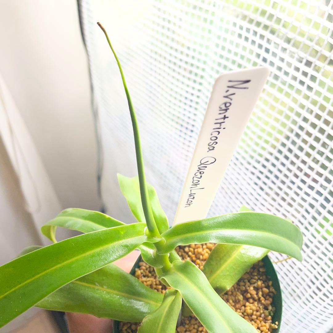 その他観葉植物 ventricosa Quezon luzon