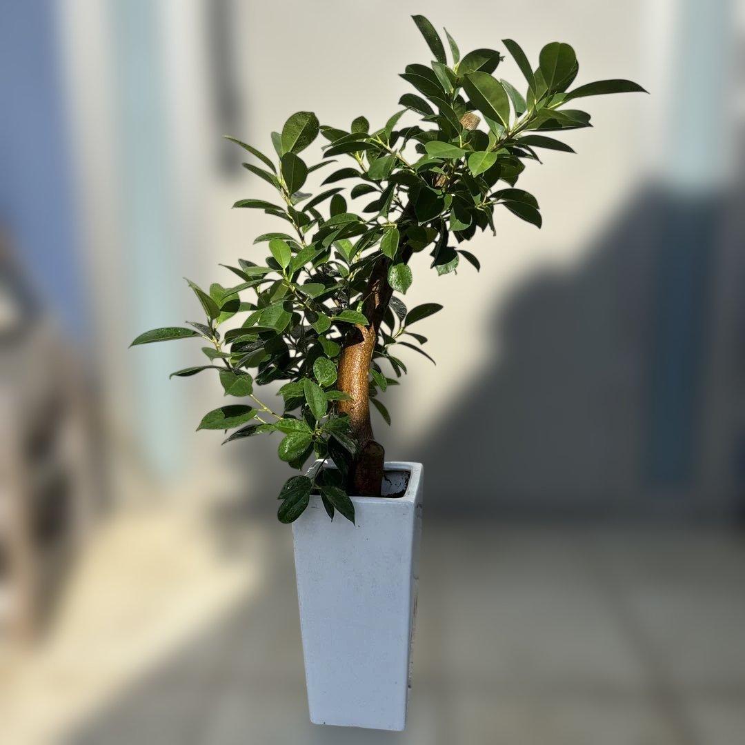 スクエア陶器ガジュマル 7号　80センチ前後