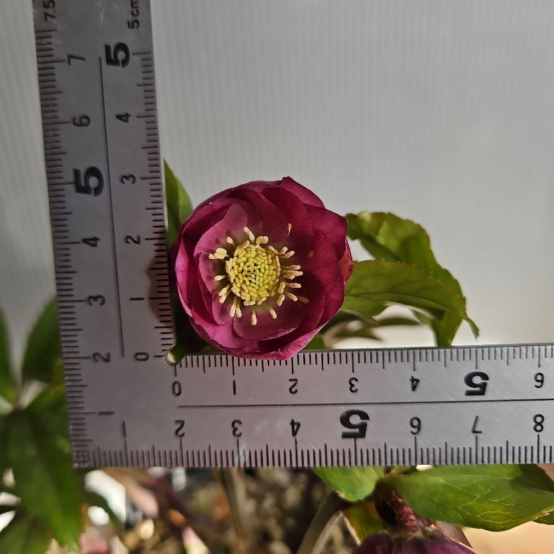 ㉖-404クリスマスローズ