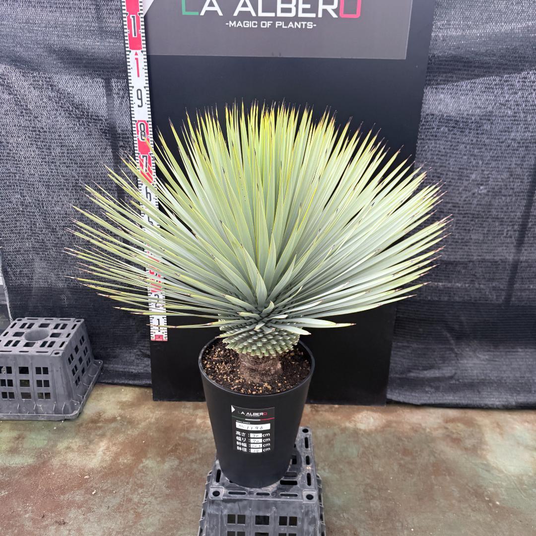 【AL1196】ユッカ　ロストラータ　超シルバー　超超美形　葉数多