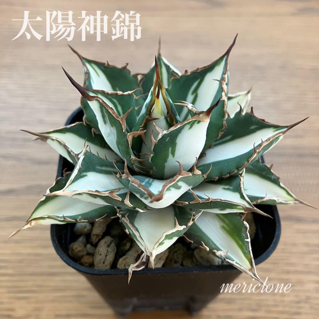 匿名配送【鉢ごと発送】活着　特大　アガべ　チタノタ　太陽神錦　白中斑　TC