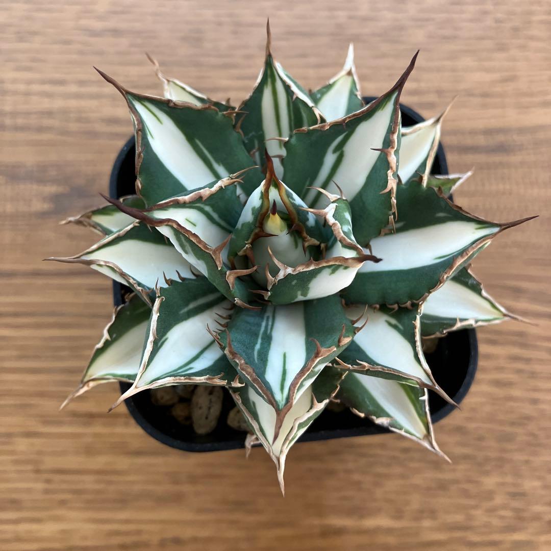 匿名配送【鉢ごと発送】活着　特大　アガべ　チタノタ　太陽神錦　白中斑　TC