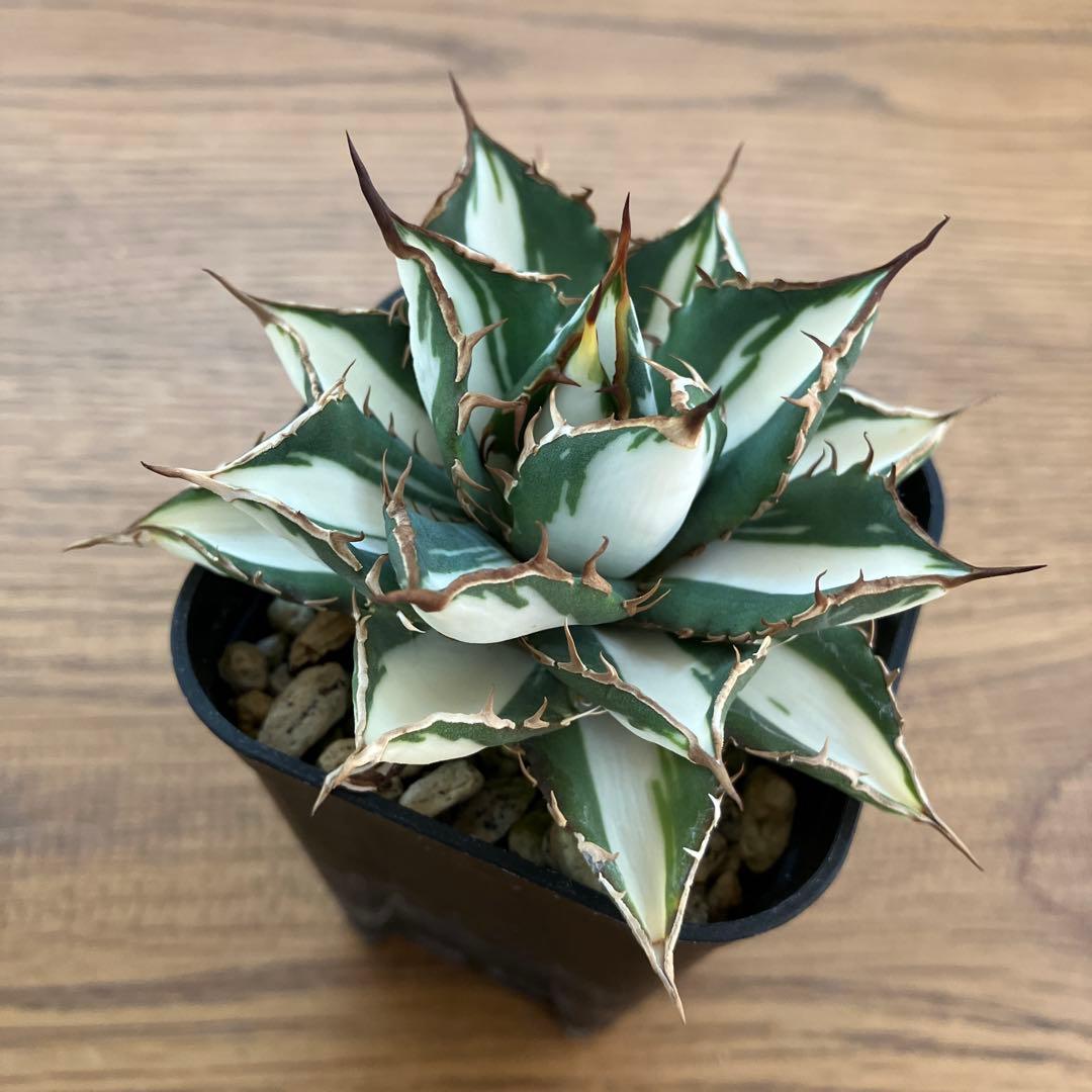 匿名配送【鉢ごと発送】活着　特大　アガべ　チタノタ　太陽神錦　白中斑　TC