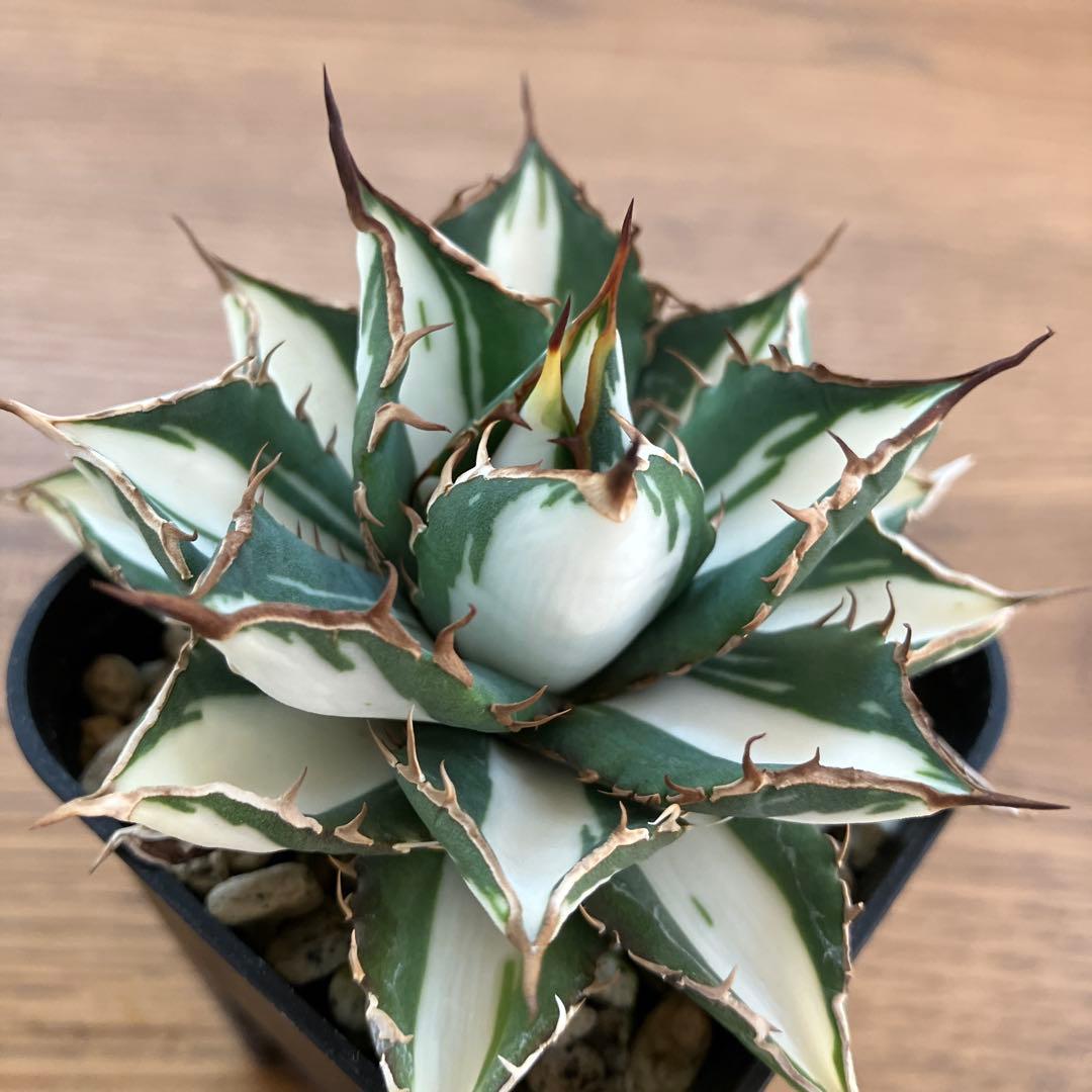 匿名配送【鉢ごと発送】活着　特大　アガべ　チタノタ　太陽神錦　白中斑　TC