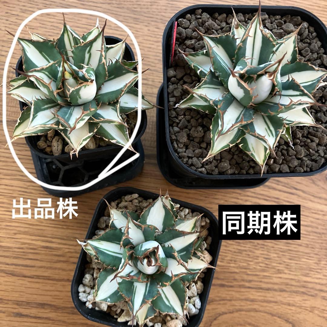 匿名配送【鉢ごと発送】活着　特大　アガべ　チタノタ　太陽神錦　白中斑　TC