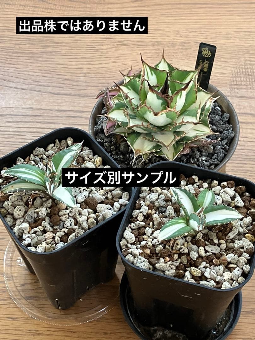 匿名配送【鉢ごと発送】活着　特大　アガべ　チタノタ　太陽神錦　白中斑　TC