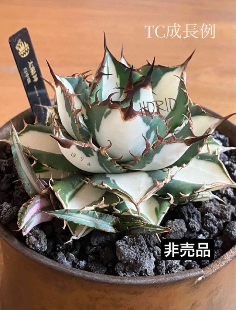 匿名配送【鉢ごと発送】活着　特大　アガべ　チタノタ　太陽神錦　白中斑　TC