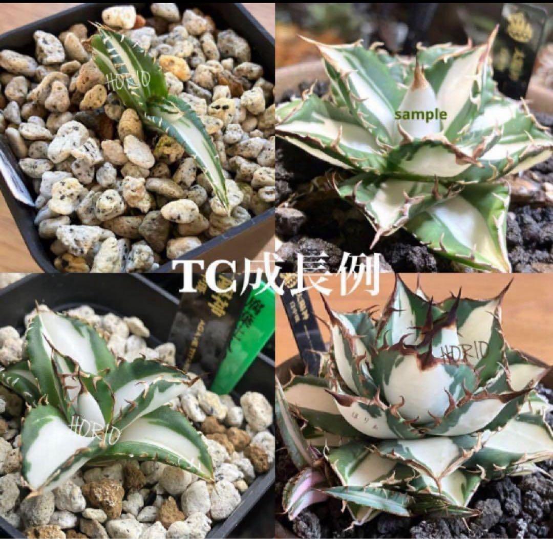 匿名配送【鉢ごと発送】活着　特大　アガべ　チタノタ　太陽神錦　白中斑　TC