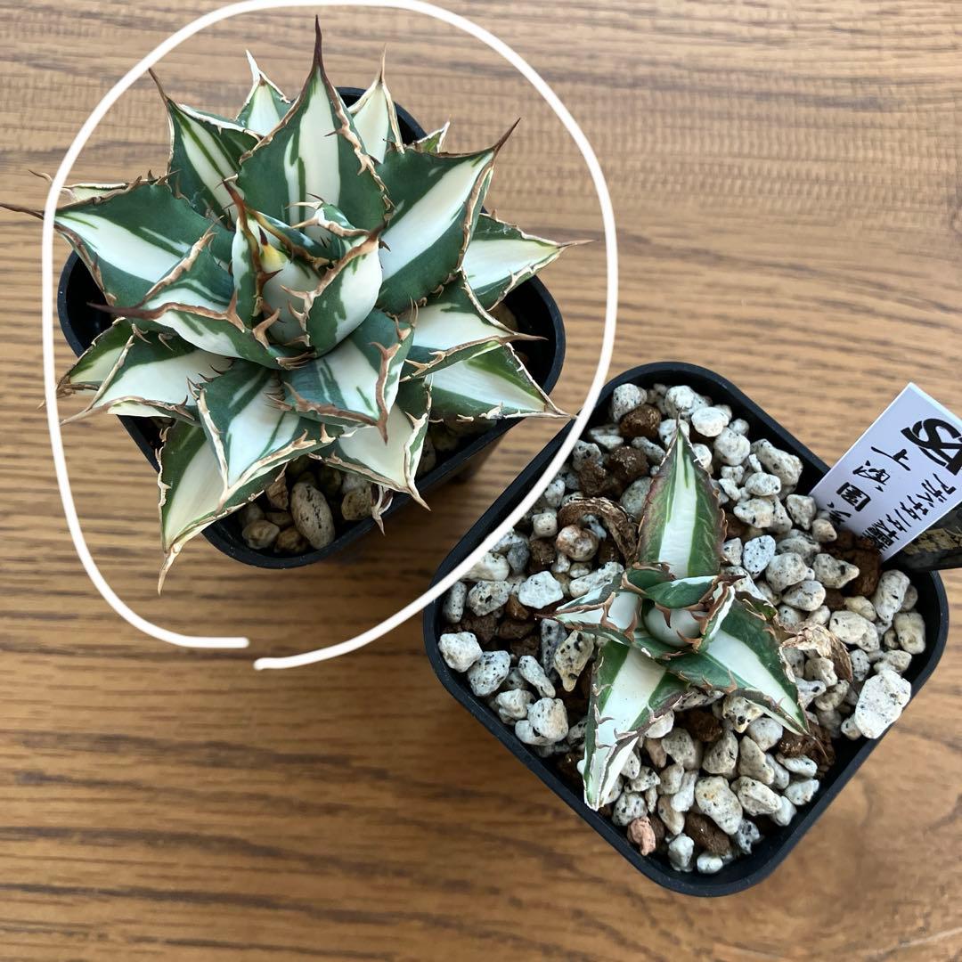 匿名配送【鉢ごと発送】活着　特大　アガべ　チタノタ　太陽神錦　白中斑　TC