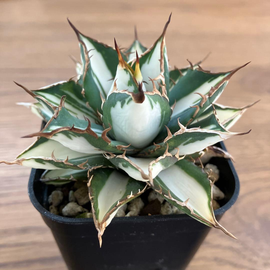 匿名配送【鉢ごと発送】活着　特大　アガべ　チタノタ　太陽神錦　白中斑　TC