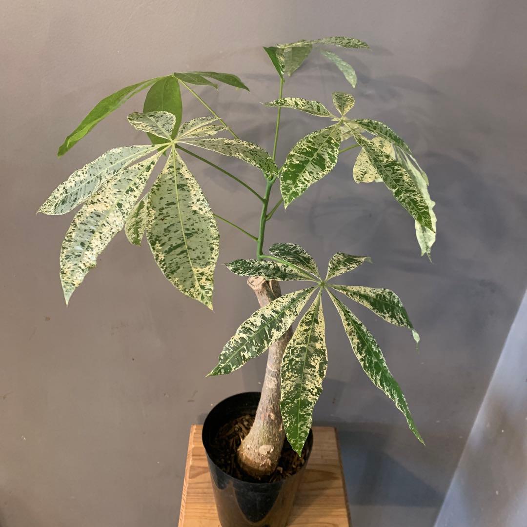 パキラ ミルキーウェイ 19