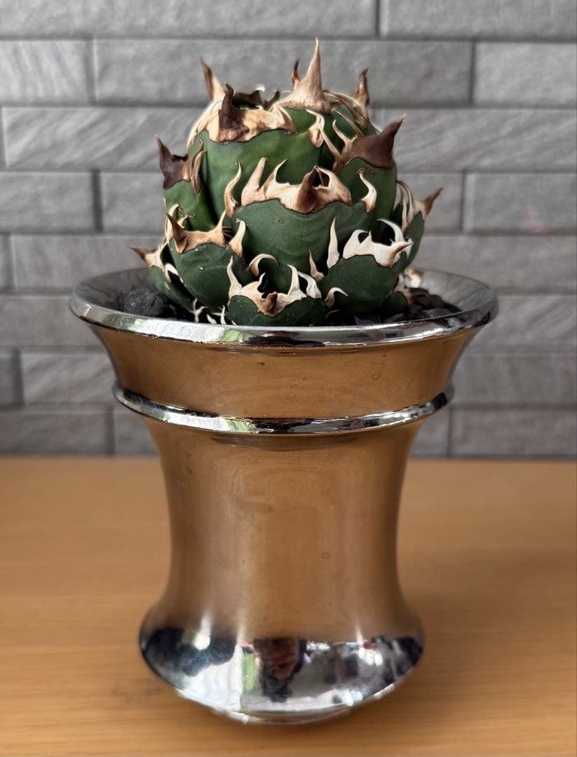 【鉢ごと発送】アガベ チタノタ レッドキャットウィーズル 活着済【ゴリ猫・まん丸