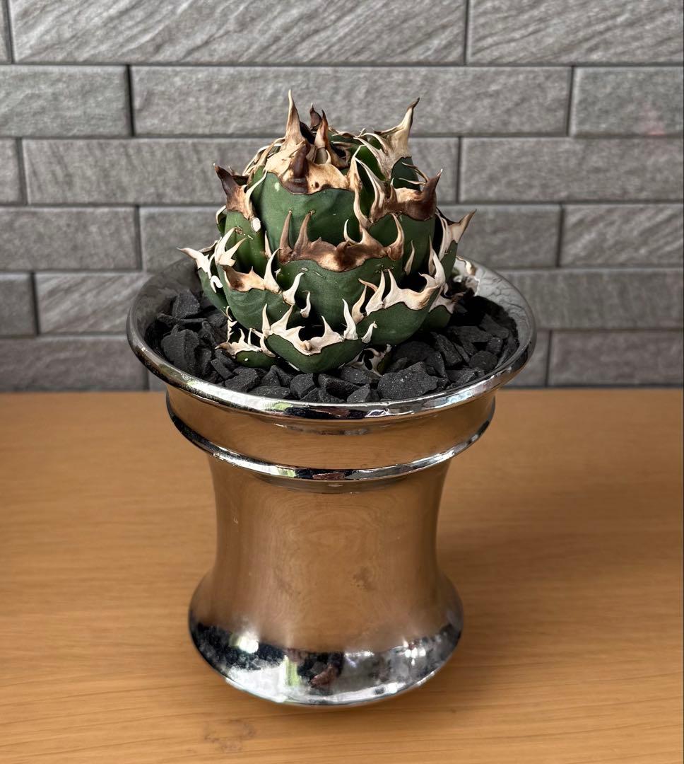 【鉢ごと発送】アガベ チタノタ レッドキャットウィーズル 活着済【ゴリ猫・まん丸