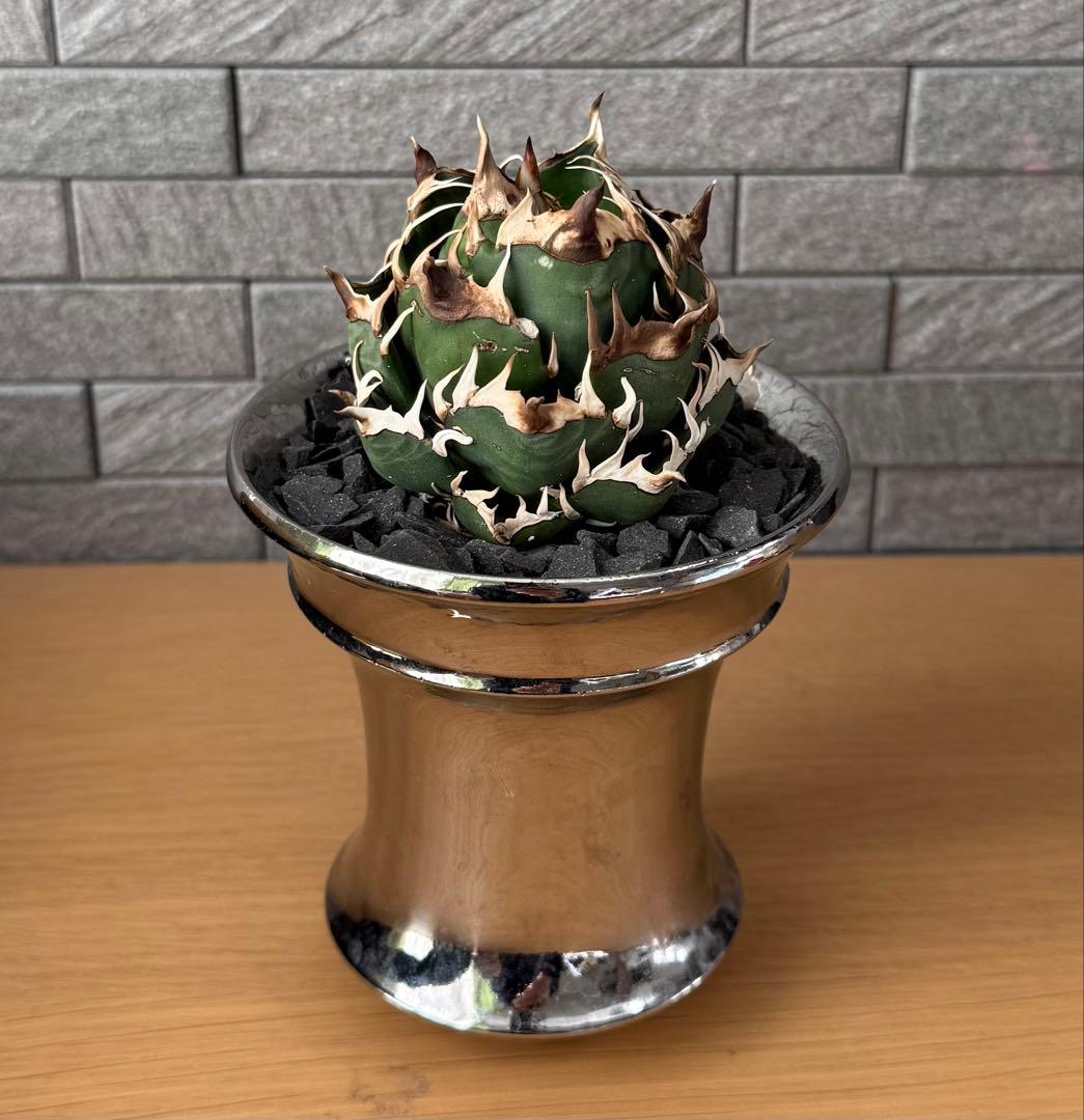 【鉢ごと発送】アガベ チタノタ レッドキャットウィーズル 活着済【ゴリ猫・まん丸