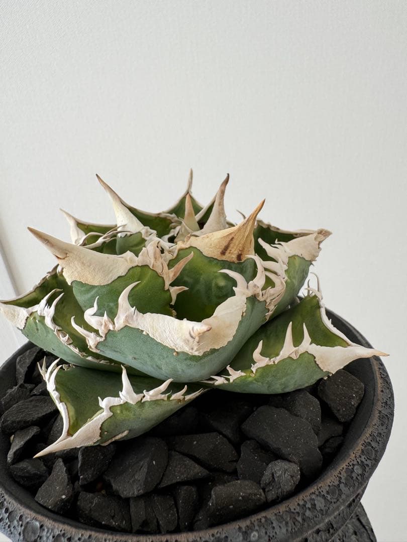 アガベ　チタノタ　大白鯊　親株　コレクション株　ホホジロザメ　lize産