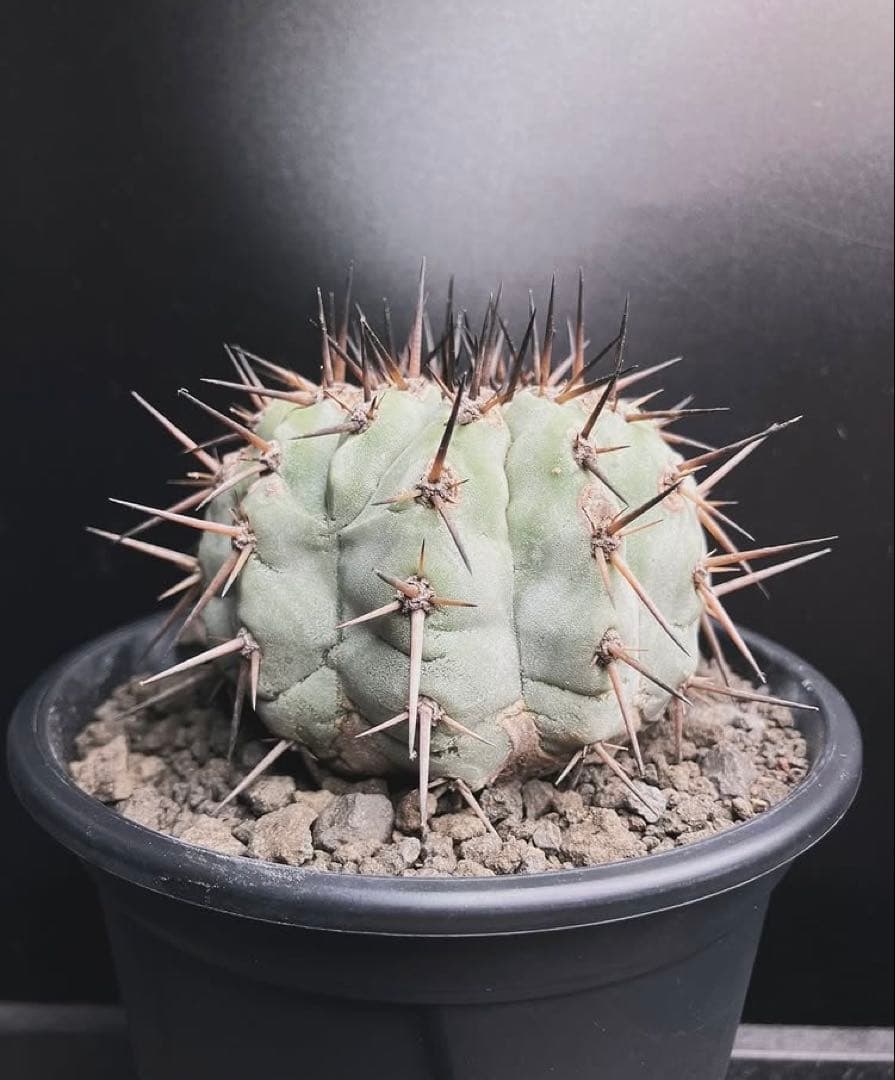 コピアポア Copiapoa cinerea 黒王丸 現地球カキコ 発根済