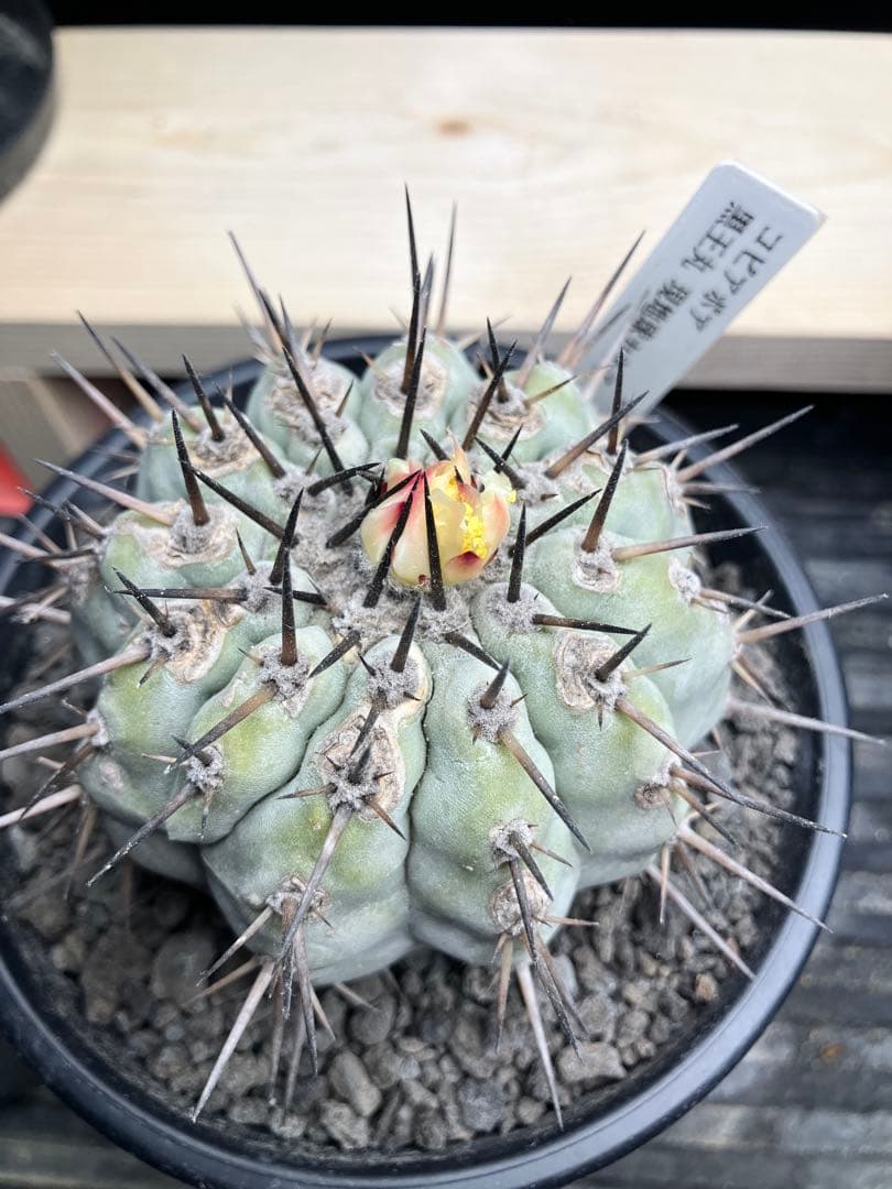 コピアポア Copiapoa cinerea 黒王丸 現地球カキコ 発根済