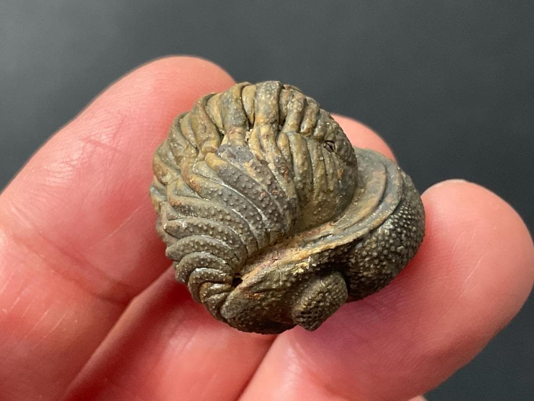 防御態勢の三葉虫 [PH75] ファコプス 化石