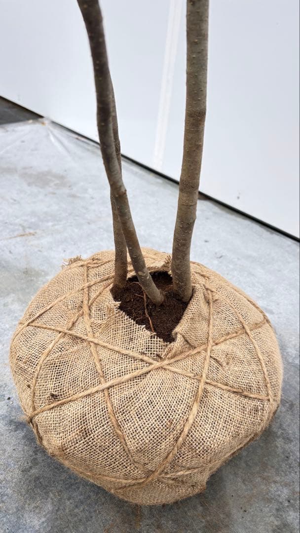 美しい樹形が魅力的 山採り ハイノキ 株立 712 樹高1.8m位 高級樹