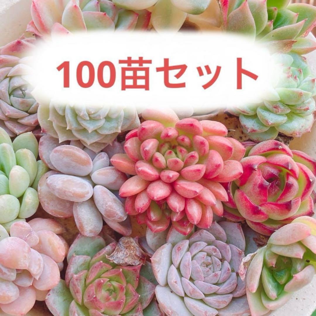 韓国苗　100苗セット　カット苗　【メルカリ便発送】多肉植物　詰め合わせ