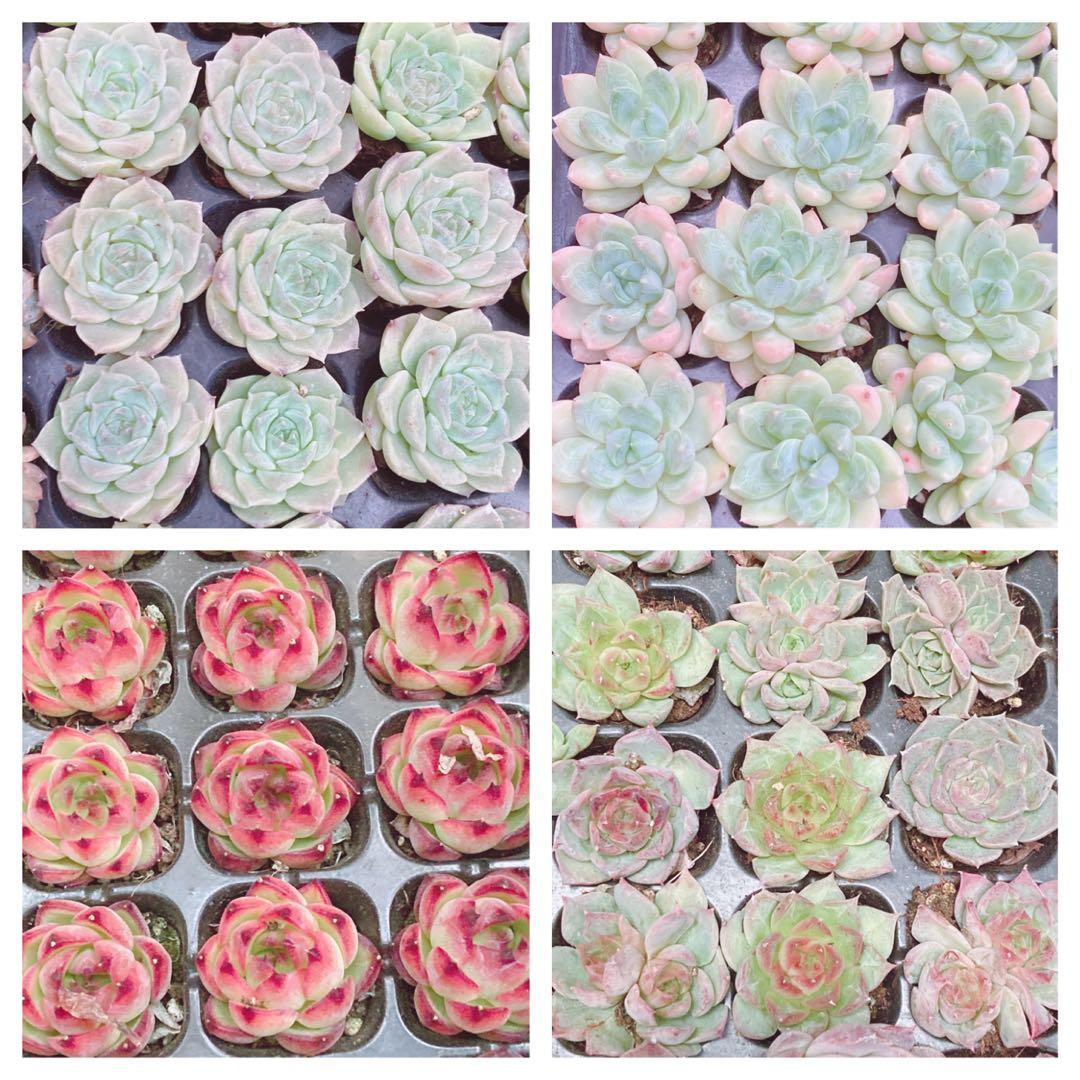 韓国苗　100苗セット　カット苗　【メルカリ便発送】多肉植物　詰め合わせ