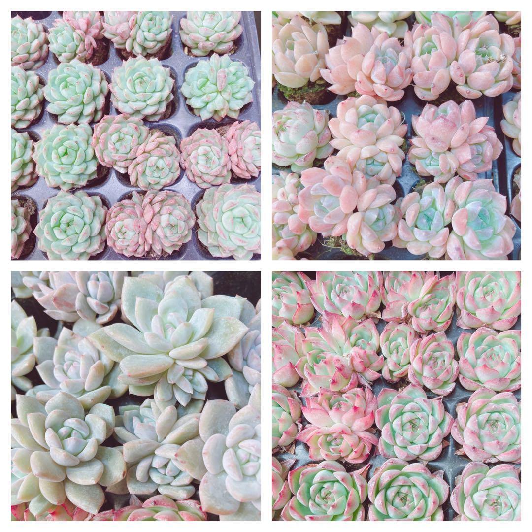 韓国苗　100苗セット　カット苗　【メルカリ便発送】多肉植物　詰め合わせ