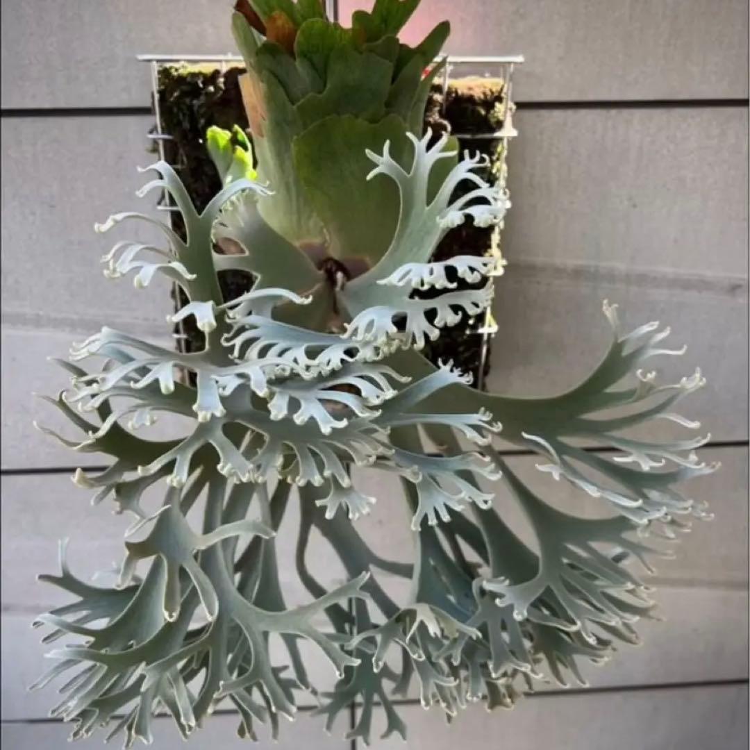 Willinckii ‘Nano’オリジナル①