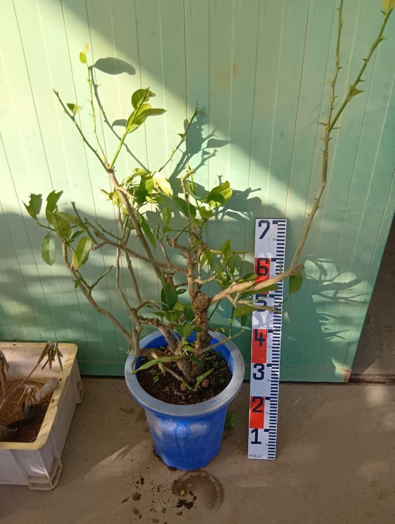 仏手柑（高さ70くらい）