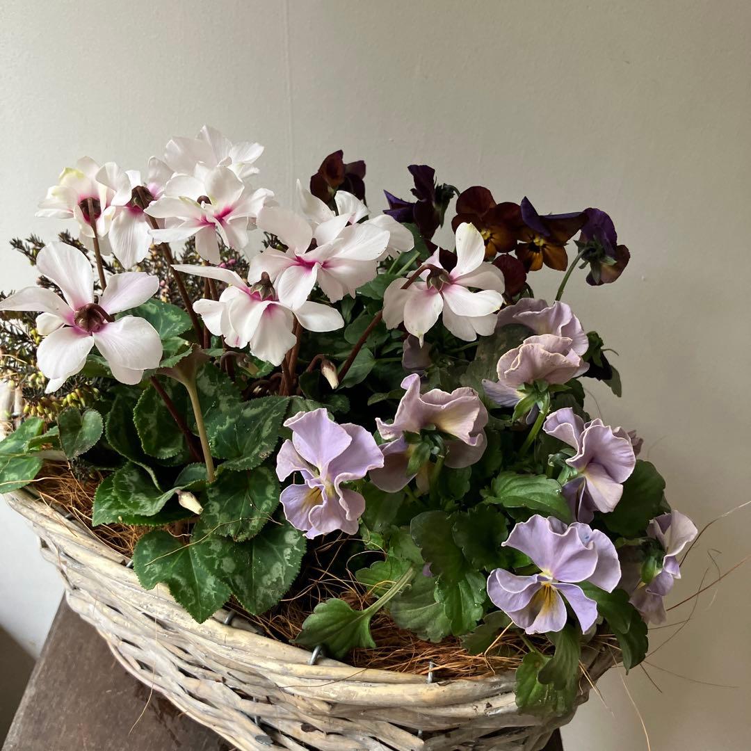 バスケット寄せ植え パンジー、ビオラ　、シクラメン、 冬〜春の寄せ植え