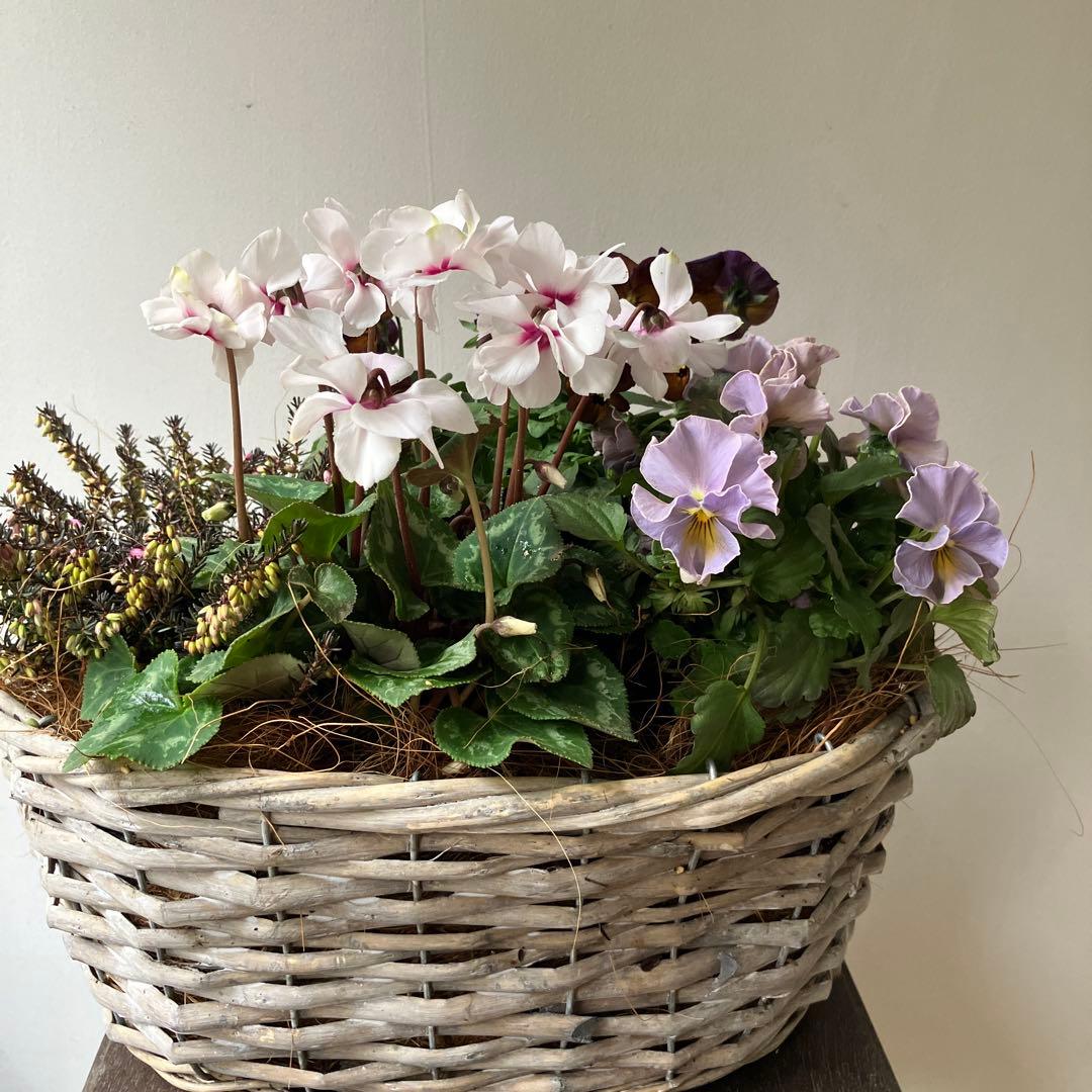 バスケット寄せ植え パンジー、ビオラ　、シクラメン、 冬〜春の寄せ植え